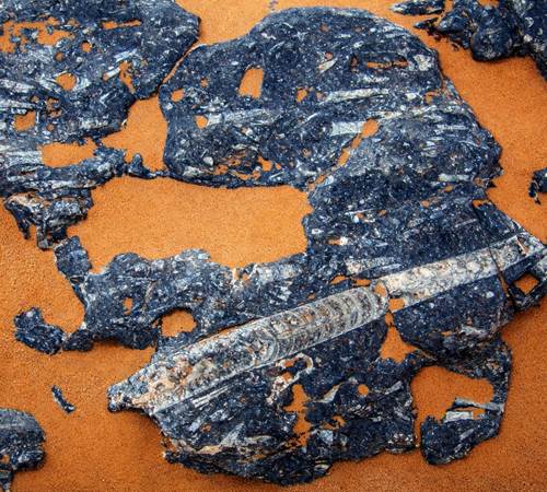 Les fossiles de la région d'Erfoud