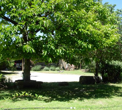 le plaqueminier au printemps-galerie