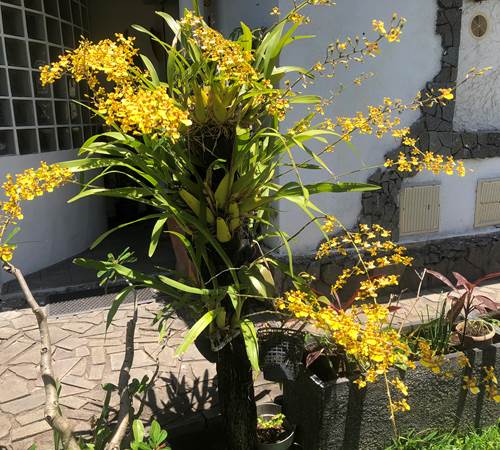 Plante 