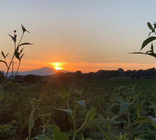 Lever de soleil vu du gîte sur les vignes et le Mont Ventoux-galerie