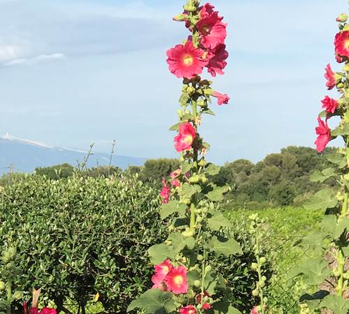 Le Mas Mellou : Le Mont Ventoux-galerie