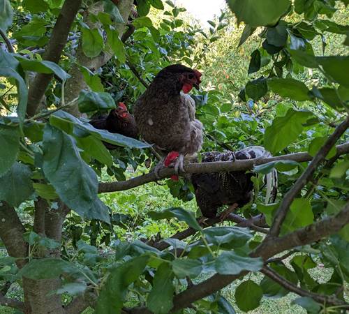 les poules de la maison-photo-page