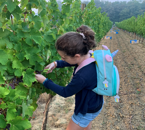 VENDANGES ANNE-photo-page
