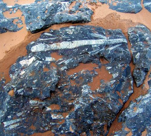 Les fossiles dela région d'Erfoud