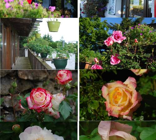 mois de juin un bouquet de roses au Ranch des Lacs 87120-photo-page