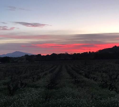 Lever du soleil vu du gîte sur les vignes et le Mont Ventoux-galerie