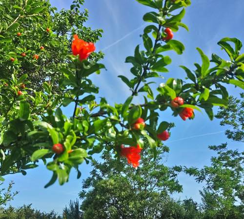 Fleur de Grenadier-galerie