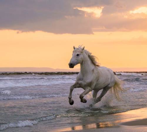 20250505_camargue_1423-1536x1024-galerie