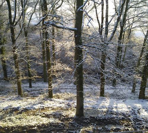 IMG-20210124-WA0010