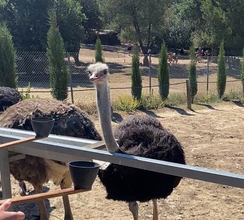parc-australien