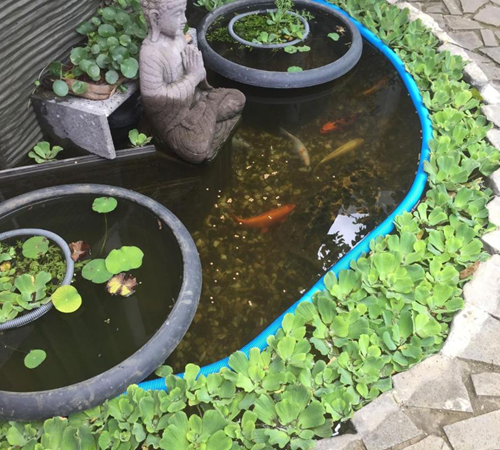 Bassin de poisson 