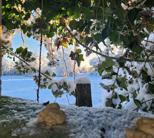 L'Enclos bleu sous la neige