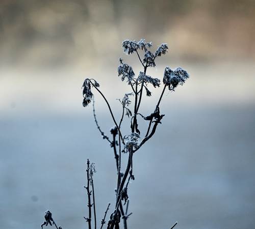 Ochtendvorst - Givre matinal - Morgenfrost - Morning frost-photo-page