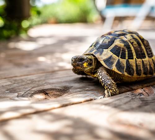 Votre réservation est aussi ferme et sécurisée que cette tortue d'Hermann (espèce endémique protégée)