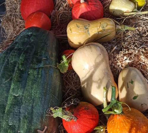 ma récolte de cucurbitacées-photo-page