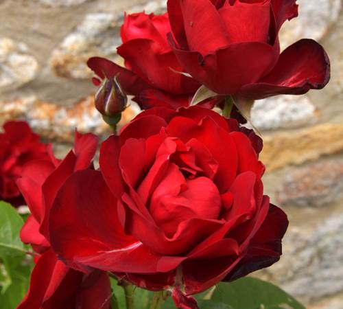 Roses du jardin-galerie