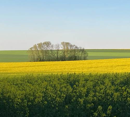 AVRIL quand le colza fleurit-galerie