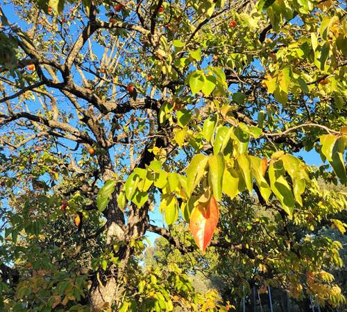 plaqueminier-galerie