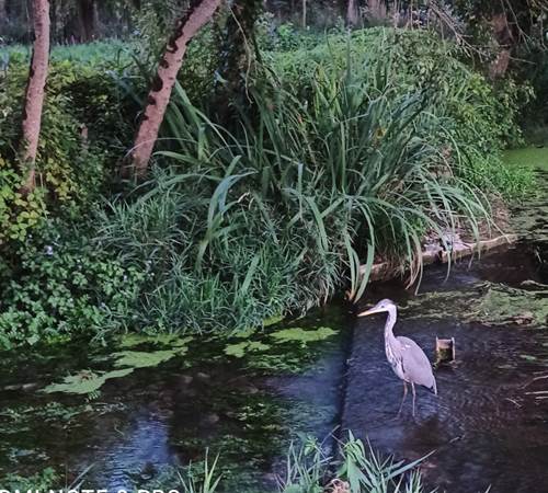 scène naturaliste d'un héron en bord de Seugne-photo-page