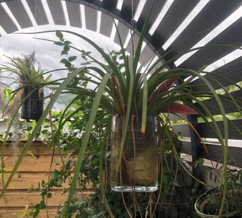 Plante exotique 