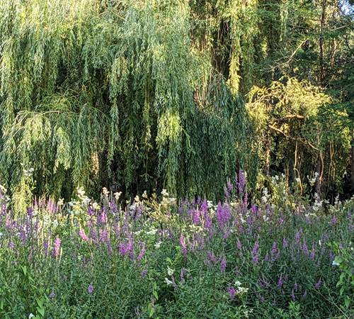 prairie alluviale de la Seugne-photo-page