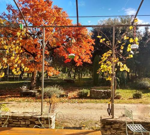Vue du plaqueminier de la terrasse-galerie