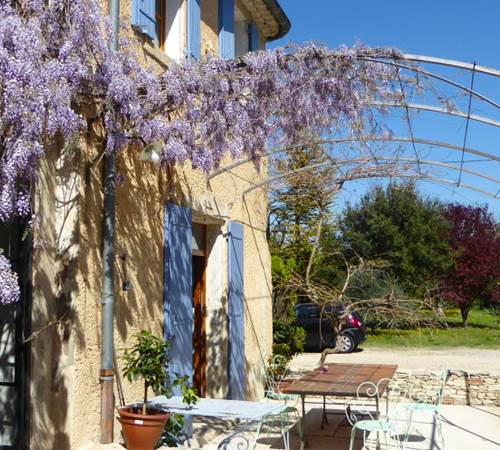 La glycine en fleur au printemps Mas la vitalis-galerie
