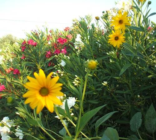 Chambre Les Dentelles-galerie