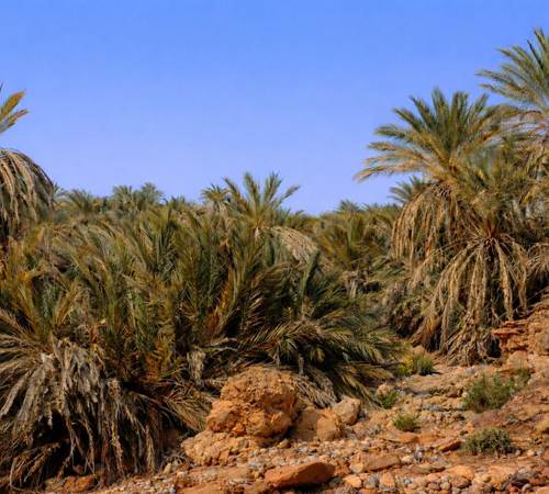 Dans l'oasis de Saf-Saf