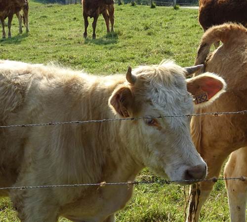 les belles vaches de normandie-photo-page