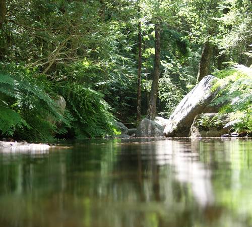 PISCINE NATURELLE (2)-galerie