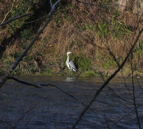 Blauwe reiger- Héron cendré - Graureiher - Grey heron-photo-page