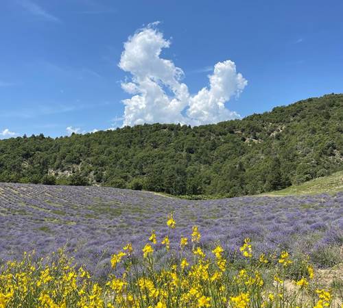 Le champ de lavandes devant chez nous-photo-page