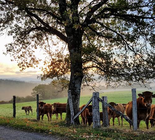 vaches curieuses et brumes d'automne Le Ranch des Lacs 87120-galerie