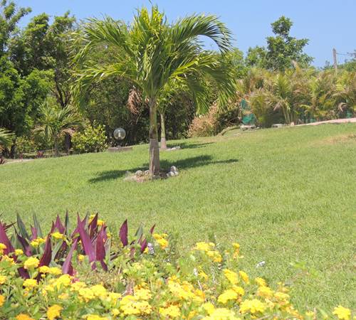 jardin