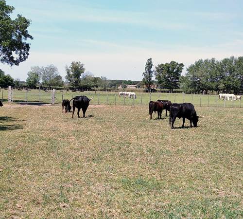 Taureaux et cheveaux de Camargue-galerie