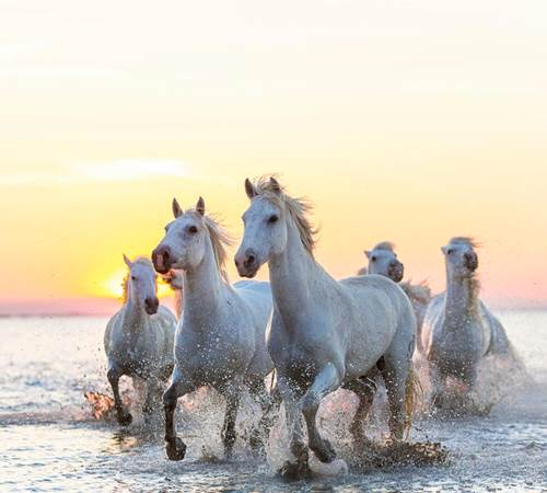camargue-white-horses-running-in-water-peter-adams-galerie