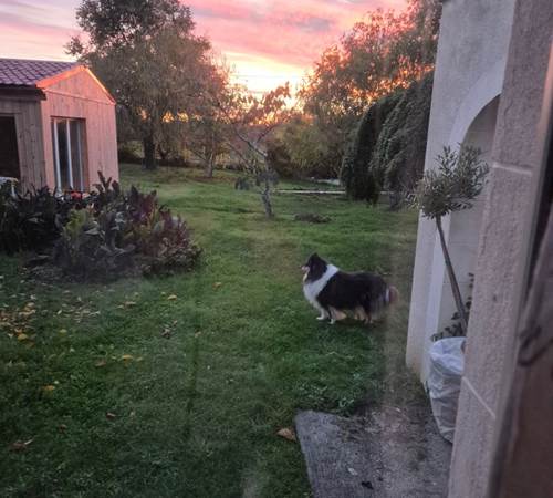 Mon deuxième chiens dans une partie du jardin.-galerie