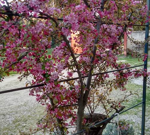 Le pommier fleuri au printemps-galerie