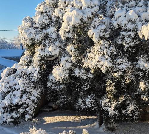L'Enclos bleu sous la neige