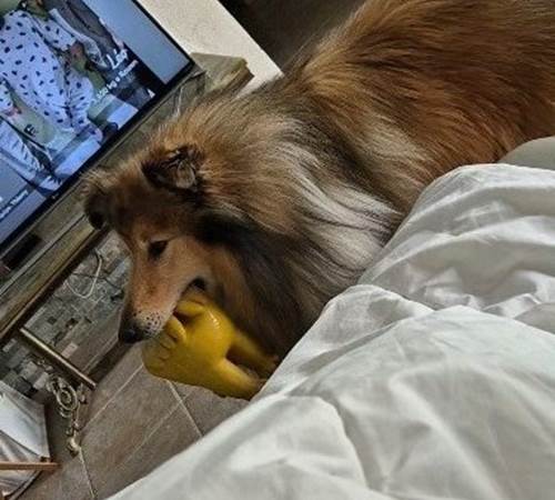 Un de mes chiens.-galerie