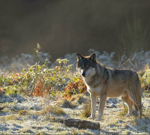 Le Parc Animaliers des Monts de Guéret permet de découvrir les loups dans leur habitat naturel-photo-page