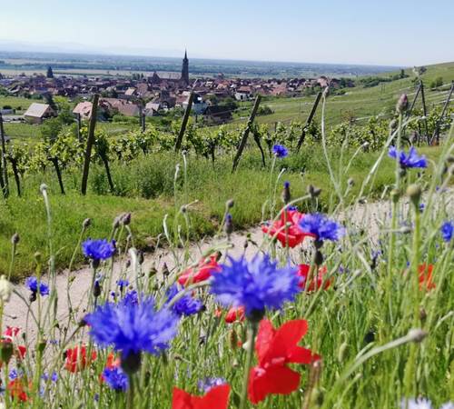 Dambach-la-ville