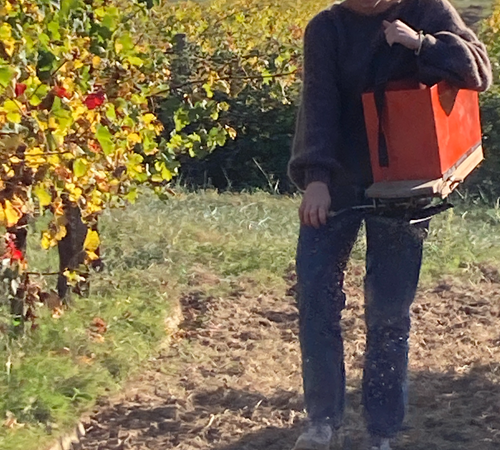 Semailles d'hiver Charlotte-photo-page