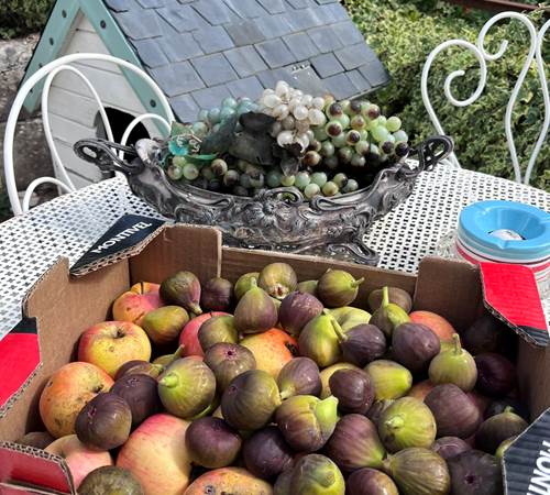 Le Temps des figues est de retour