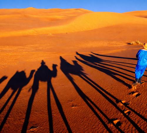 Ombre des dromadaires dans les dunes