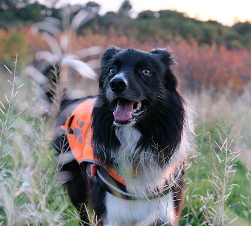 Ocho notre chien-photo-page