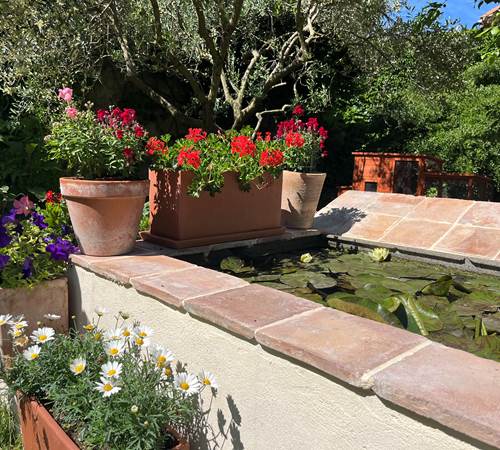 notre bassin avec ses poissons rouges-photo-page