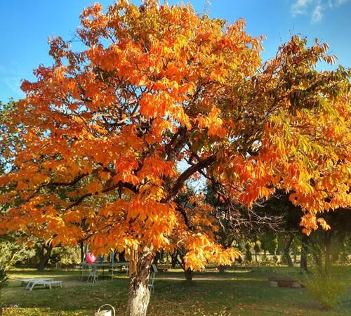 Le plaqueminier à l'automne-galerie