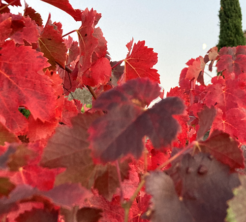 Automne feuillage-photo-page